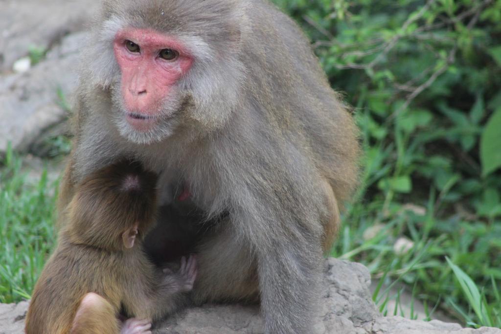 Bickey'S Homestay Pokhara Kültér fotó